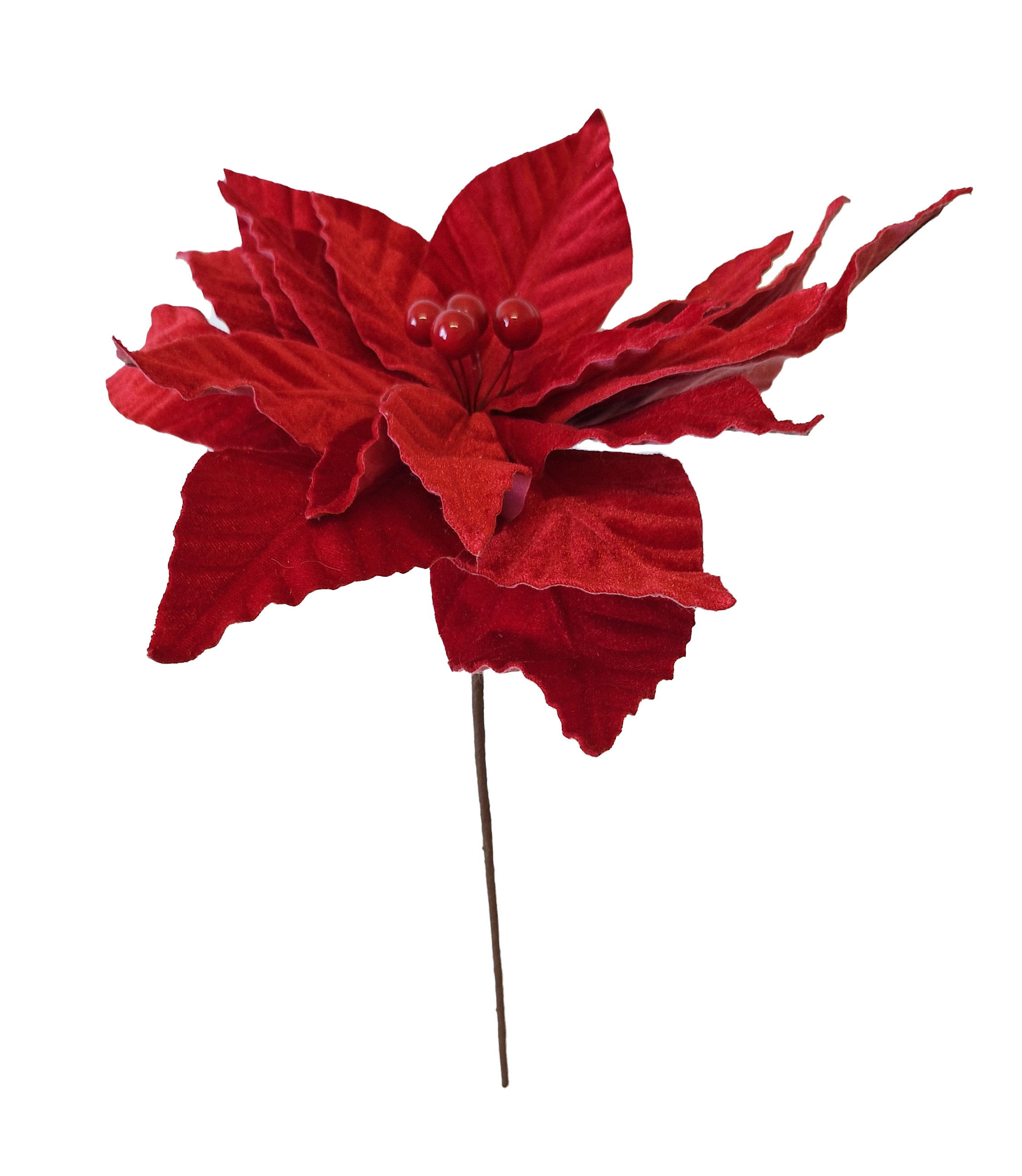 CH948 Dark Red Poinsettia 12/Ctn only